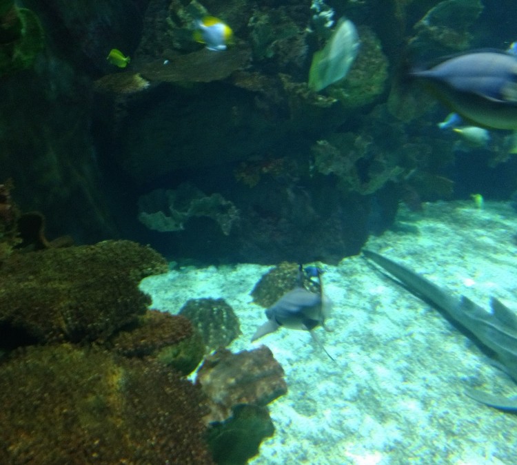 Discovery Reef (Powell,&nbspOH)